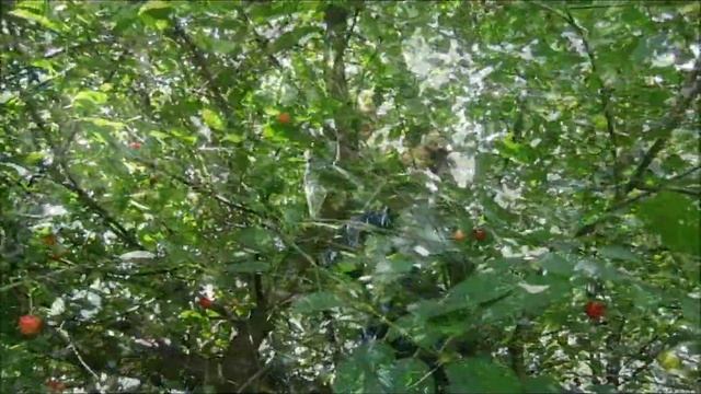 В парке «Коломенское» созрела вишня смотреть онлайн