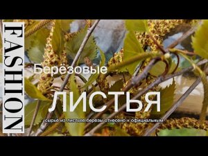 Березовые листья очень полезные