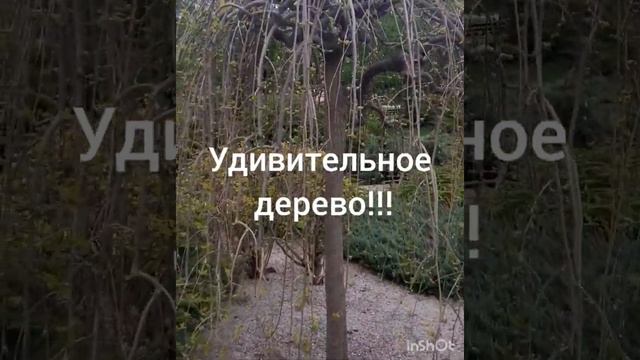 #короткое #ботсад#кустарники#барбарис #ландшафтный #дизайн #релакс Ботсад в мае. смотреть онлайн