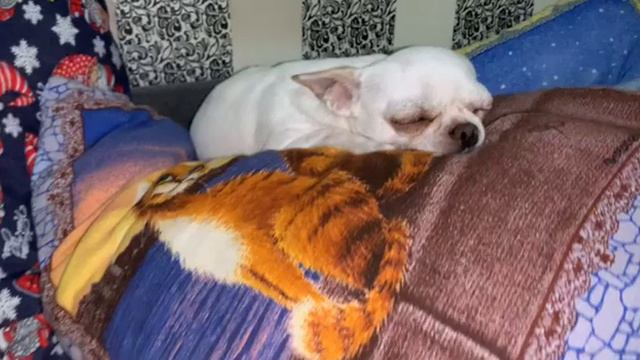 Всем спокойной ночи и самых радужных снов. смотреть онлайн