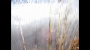 Обрабатываем теплицу медным купоросом.