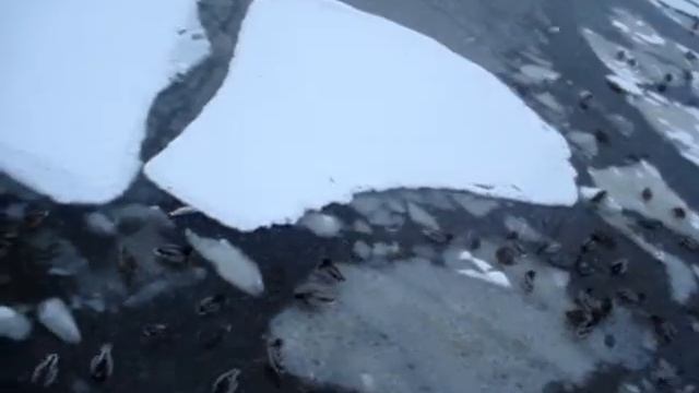 утки. смотреть онлайн