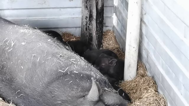 ДИКИЙ КАБАН НАПАЛ СО СПИНЫ. ?Секач Фунтик совершил первое нападение. смотреть онлайн