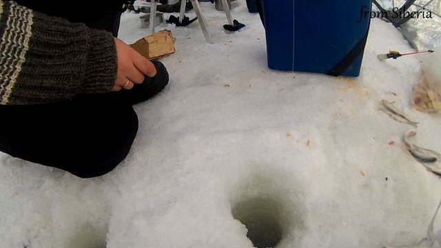 Ловля ельца на р.Ташма. Хороший клев, только елец мелковат... смотреть онлайн