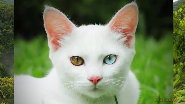 Самые дорогие кошки мира! часть 2 смотреть онлайн