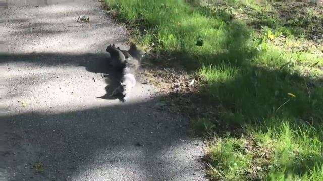 Squirrel King in Bangor, ME смотреть онлайн