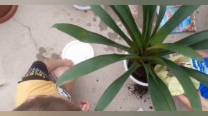 Это Чудо? Вы точно не знали.Такой Дренаж подходит для любых цветков.Пенопласт для комнатных растени