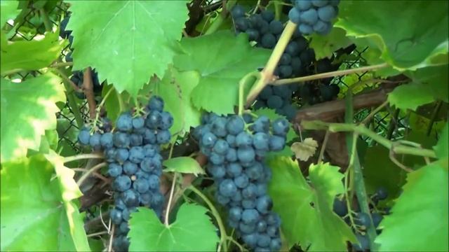 Маркетт смотреть онлайн