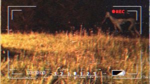 Кто такая Needle Horse | Street Horse | Уличная Лошадь | Творения Тревора Хендерсона