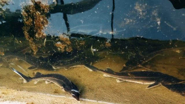Осетер Осетр Acipenser Sturgeon ( Стерлядь, Бестер ) смотреть онлайн