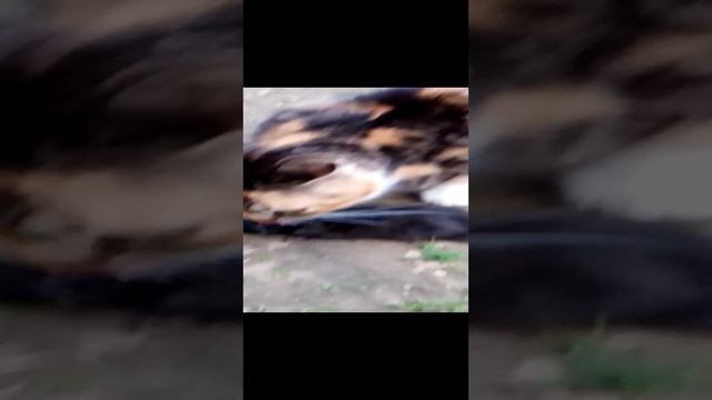 VID_20230520_205922кошечка. смотреть онлайн