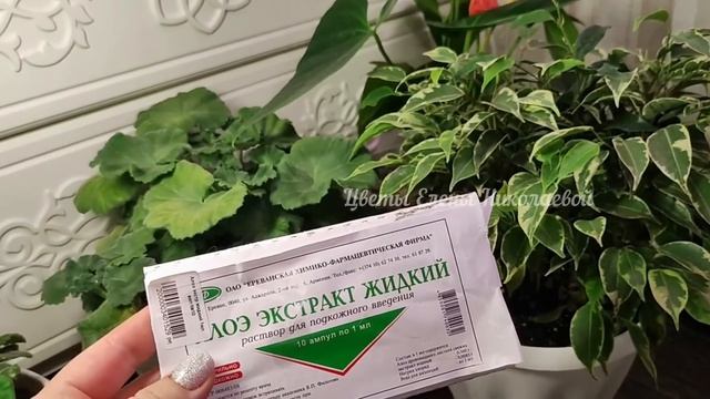 Срочно НАЛЕЙТЕ в ГЕРАНЬ, чтобы листики не желтели, цветы здоровели и даже слабый цветок оживал смотреть онлайн