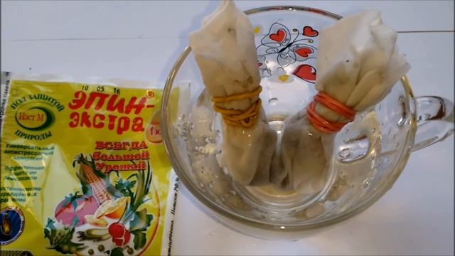 как посадить сельдерей на рассаду смотреть онлайн