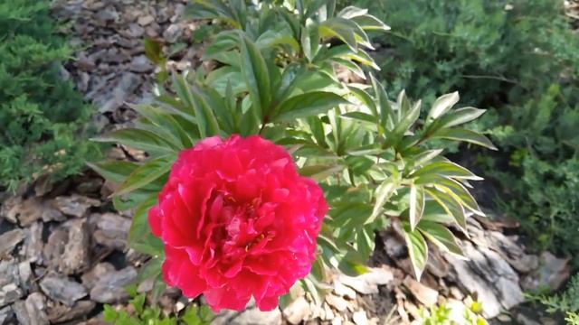 6 соток в начале июня смотреть онлайн