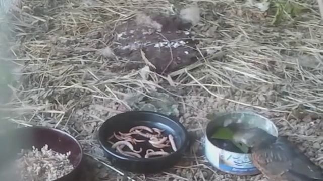 Черногрудый дрозд Turdus dissimilis смотреть онлайн