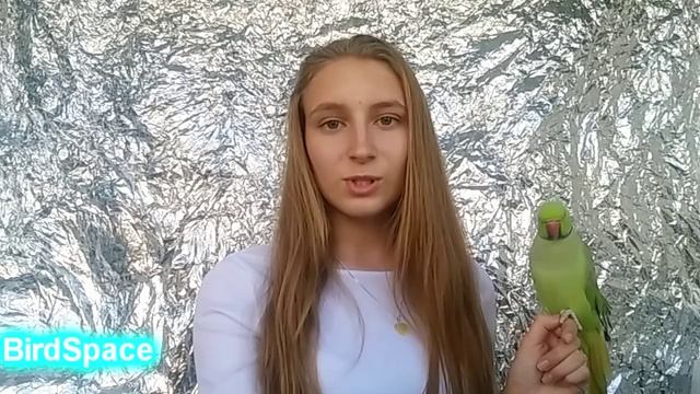 как БЫСТРО НАУЧИТЬ ПОПУГАЯ ГОВОРИТЬ. Ваш говорящий попугай.Птица говорун- Попугай смотреть онлайн