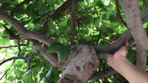 Вяз шершавый. Как я формирую крону штамбового дерева.