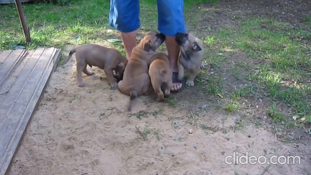 Щенки Ка де Бо, рождённые во время самоизоляции смотреть онлайн