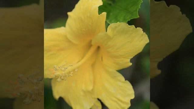 Beautiful and colourful of Hibiscus смотреть онлайн