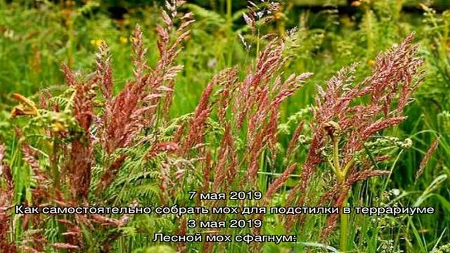 У меня мох на газоне — как бороться? смотреть онлайн