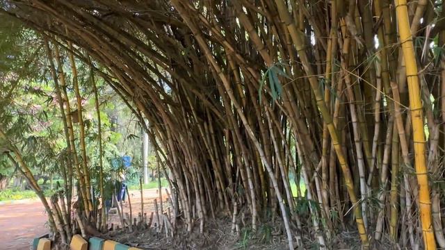 Lalbagh | MUST WATCH | Historical Botanical Garden in Bengaluru смотреть онлайн