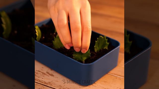 Amazing Flower Hacks || Easy Growing Plant Hacks For Your Inner Gardener
