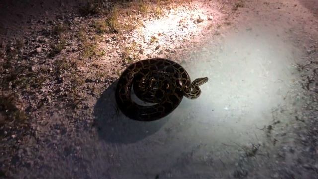 9 1/2 FOOT PYTHON BITES MY GIRLFRIEND! Catching invasive pythons with Paul and Chris from Gatorboys смотреть онлайн