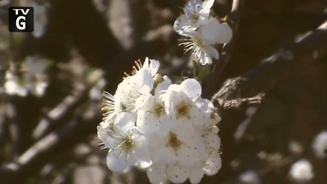 Tomé - Primeros Colores [SONY DCR-DVD610] смотреть онлайн