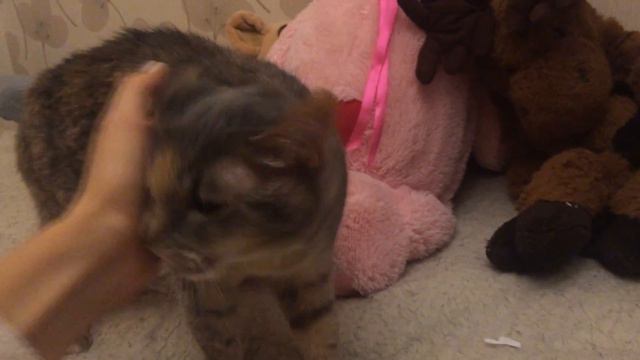 Cat reacting to cats meowing/ Реакция кошки на мяуканье смотреть онлайн