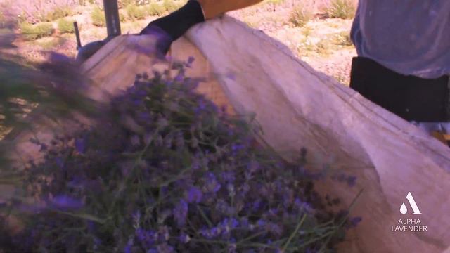 Alpha lavender - essential oil company | Συγκομιδή λεβάντας Lavandula angustifolia смотреть онлайн