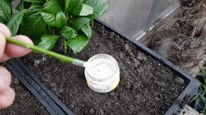 Черенкование лавровишни в зимней теплице #домнаморе #анапа