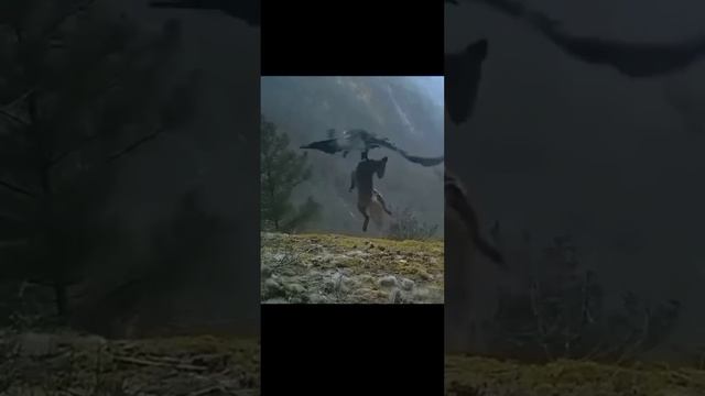 tiger vs grizzly bear,anaconda,dung ,rhino beetle,gorilla,eagle lifting strength times their weight смотреть онлайн