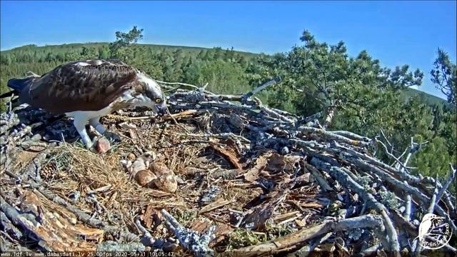 vēl jāmācās ātri tikt atpakaļ uz kājelēm. 31.05.2020 смотреть онлайн