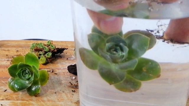 greenovias DONSUCULENTO смотреть онлайн