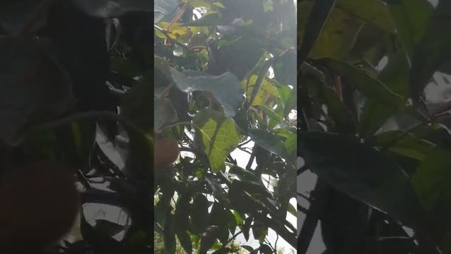 Алахадзы, Абхазия, что растёт в Абхазии смотреть онлайн