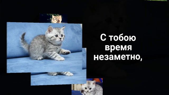 Моему любимому! КОТИК, Я тебя люблю! Красивое признание в любви смотреть онлайн