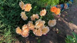 Розы Тантау 18 сортов.