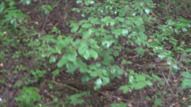 ПОХОД В ЛЕС  СЛЕДЫ ПРОШЛОГО