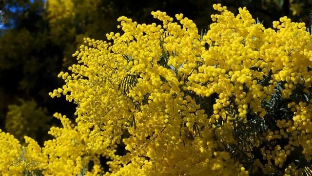 Пришла весна,зацвела земля! смотреть онлайн