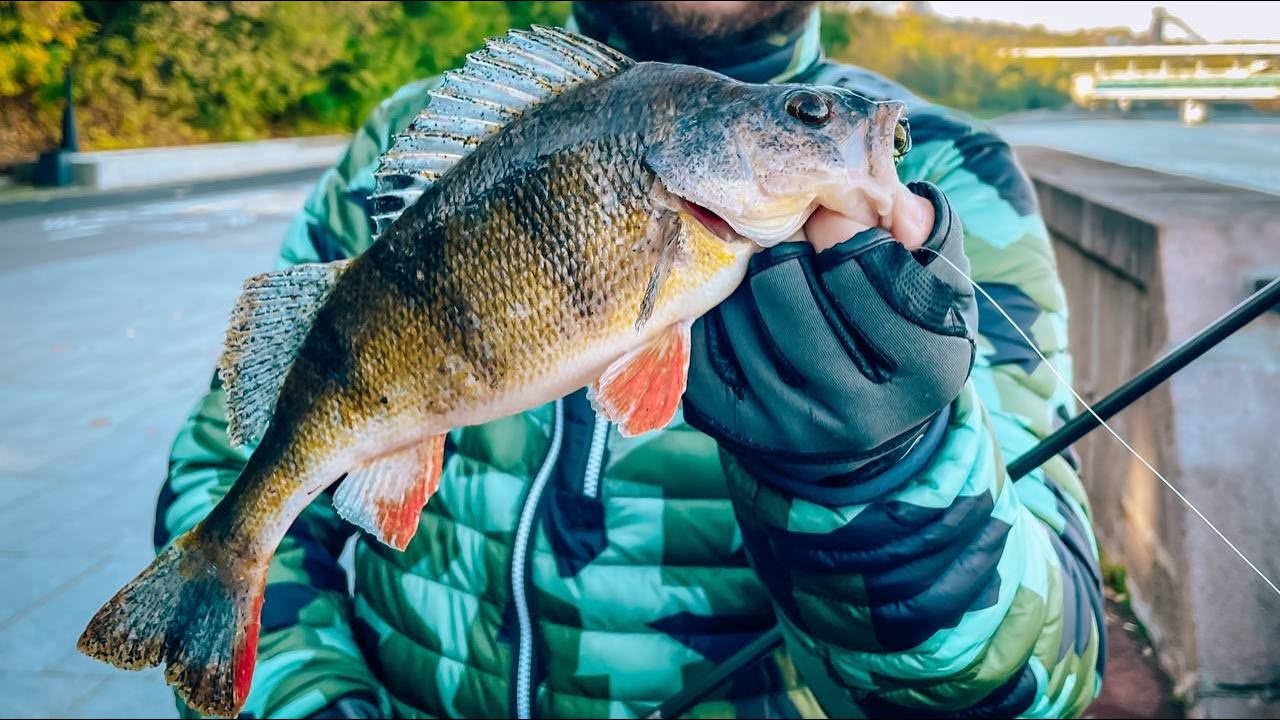 ОКУНЬ на МАНДУЛУ / ОСЕННЯЯ РЫБАЛКА в ГОРОДЕ смотреть онлайн
