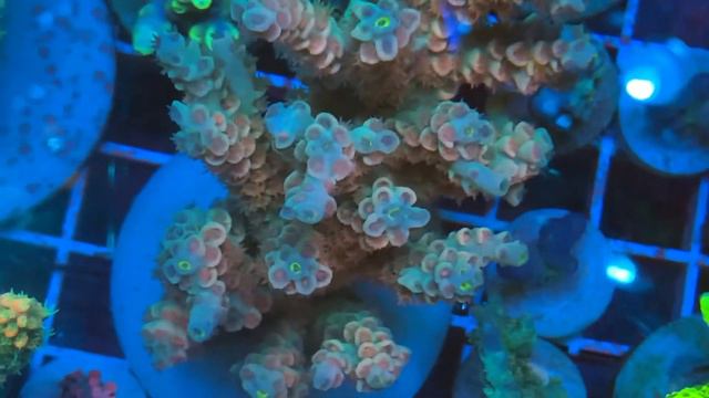 REx Pink Sunrise Tenuis SPS Coral . Интернет магазин REEF EXCLUSIVE смотреть онлайн