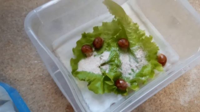 УЛИТКИ АРХАХАТИНЫ. смотреть онлайн