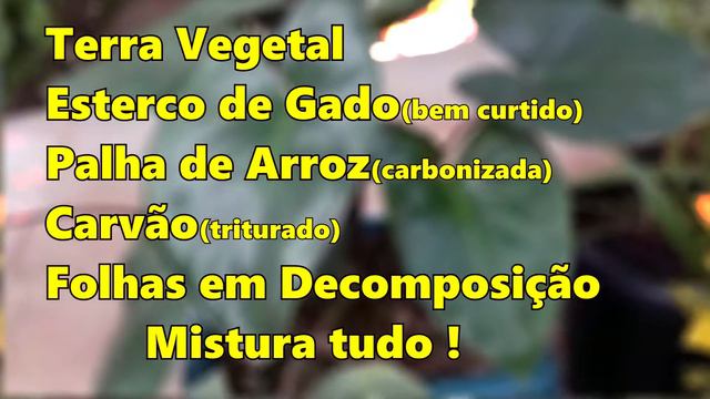 Como Cuidar da sua Linda Homalomena 😍😊 смотреть онлайн