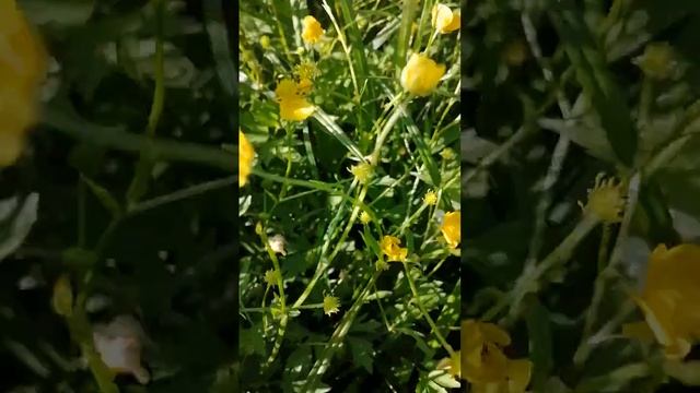 Благодарим Господа за благословенный дарованный день, красоту природы Бога Творца смотреть онлайн