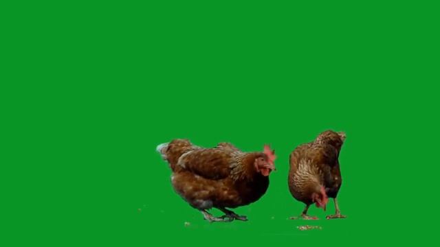 Куры не дуры. смотреть онлайн