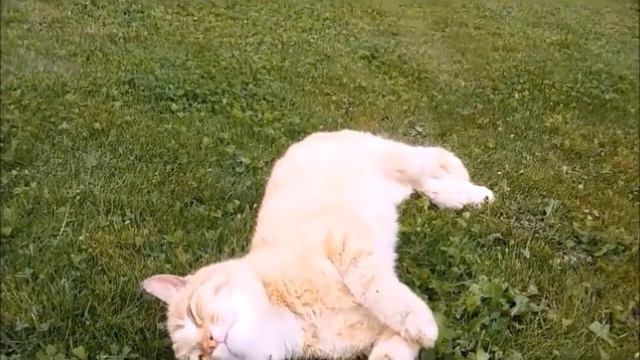 "Колыбель природы"."Cradle of nature."Почему же некоторых котов непросто приручить? смотреть онлайн