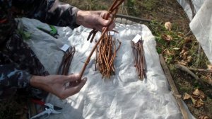 ЗАГОТОВКА ЧЕРЕНКОВ ВИНОГРАДА для РАЗМНОЖЕНИЯ .