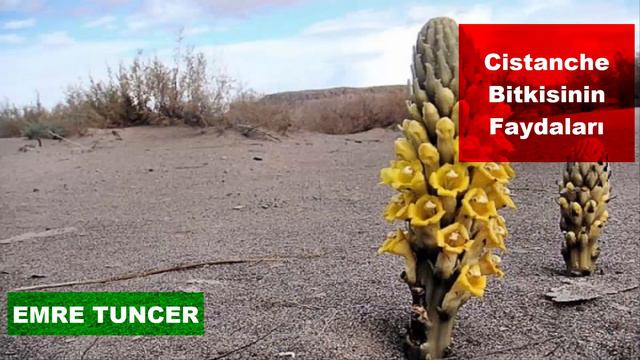 Cistanche Bitkisinin Faydaları