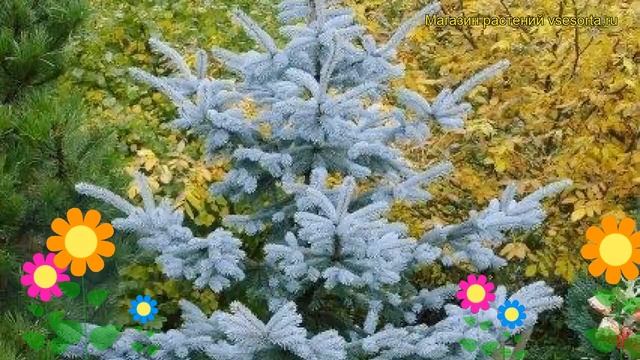 Ель голубая Эдит. Краткий обзор, описание характеристик, где купить саженцы picea pungens Edith смотреть онлайн