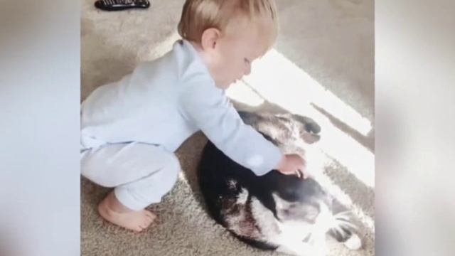 Хозяева не понимали, почему их кошка так громко мяукает в детской. смотреть онлайн